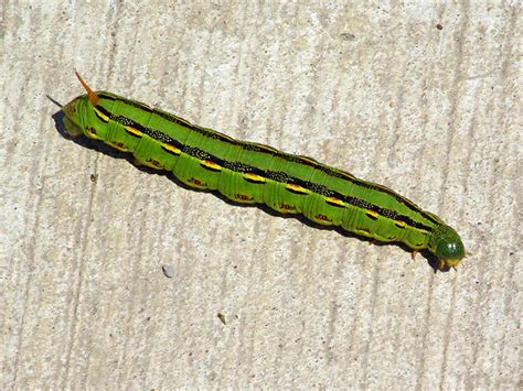 White-lined Sphinx Moth – Caterpillar – DFW Urban Wildlife