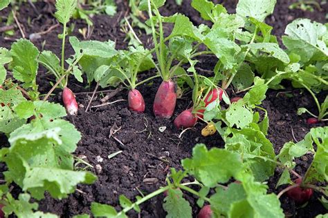 Radishes Ready For Harvesting Photograph by Jim West - Fine Art America