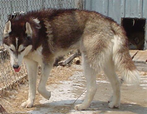 Do Wolf-Dog Hybrids Make Good Pets? | PetHelpful