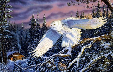 🔥 [50+] Winter Owl Desktop Wallpapers | WallpaperSafari