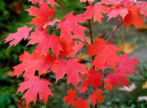 White barked Maple - Acer saccharum ssp. leucoderme