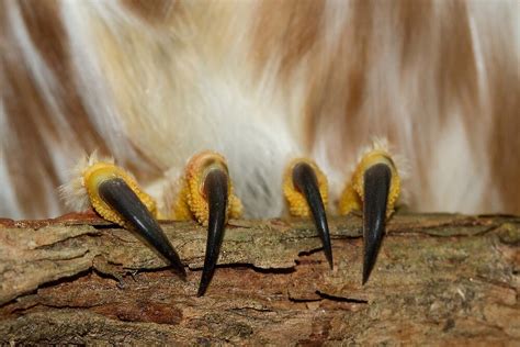 "Northern Saw-whet Owl Talons" by Daniel Cadieux | Redbubble