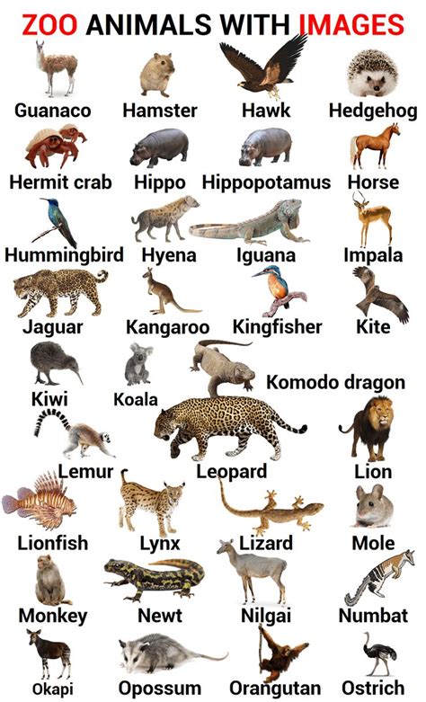 100+ Zoo Animals Names In English with Images | Zoo Animals | Zoo animals names, Animals name in ...