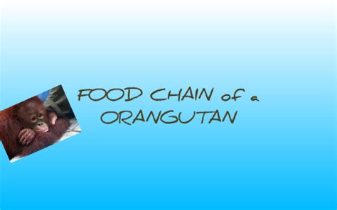 FOOD CHAIN of a ORANGUTAN by isabel haley on Prezi