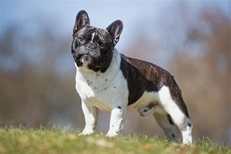 French Bulldog Dog Breed Information