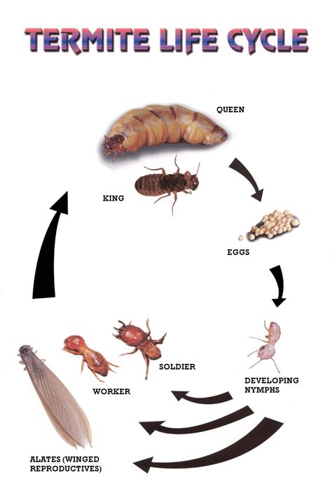 Subterranean Termites Life Cycle