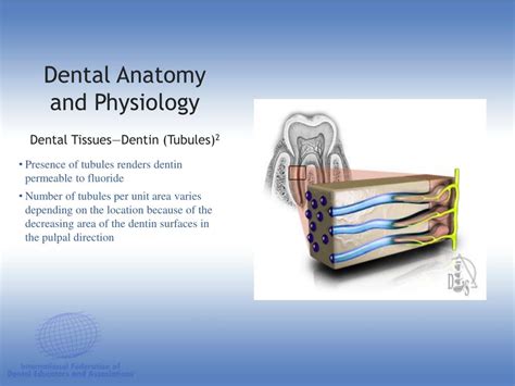 PPT - DENTAL ANATOMY & PHYSIOLOGY PowerPoint Presentation, free download - ID:1197243