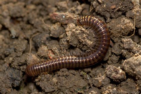 Long Brown Cylindroiulus Millipede - Photorasa Free HD Photos