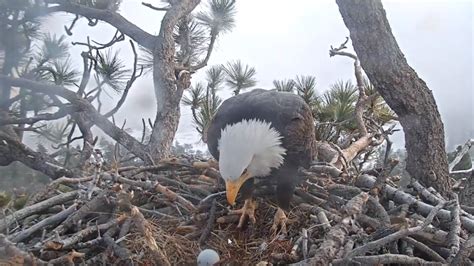 Big Bear Bald Eagle Nest Cam catches first egg of the season