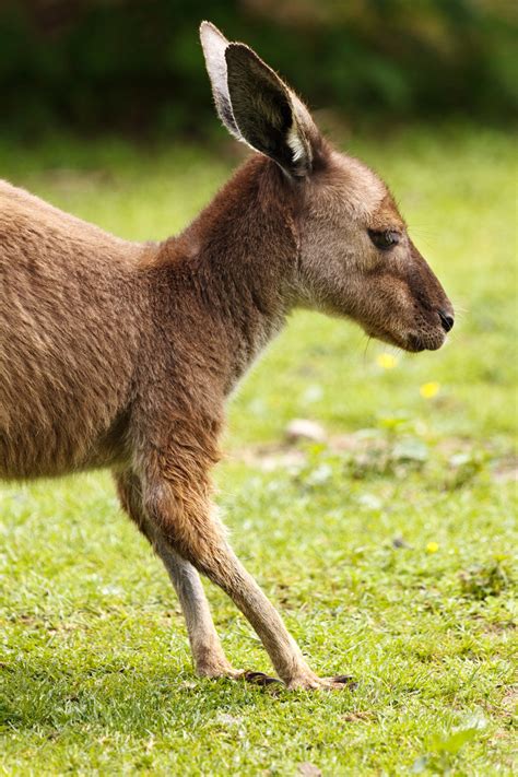 Brown Kangaroo Free Stock Photo - Public Domain Pictures