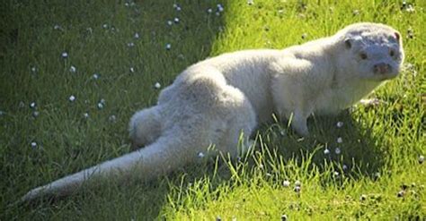 Albino otter | Albino Beauty | Pinterest | Otter | Melanistic animals, Albino animals, Albino