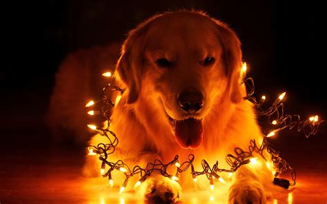 Christmas Dog Computer Wallpaper Picture - WallpaperSafari