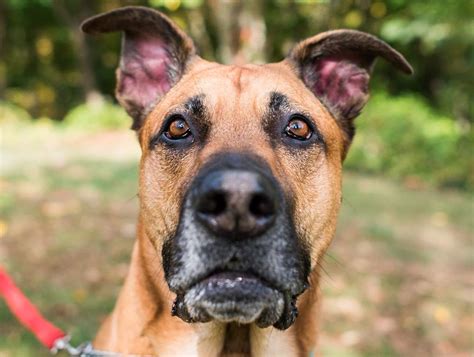 German Shepherd and Great Dane Mix - Meet the Breed