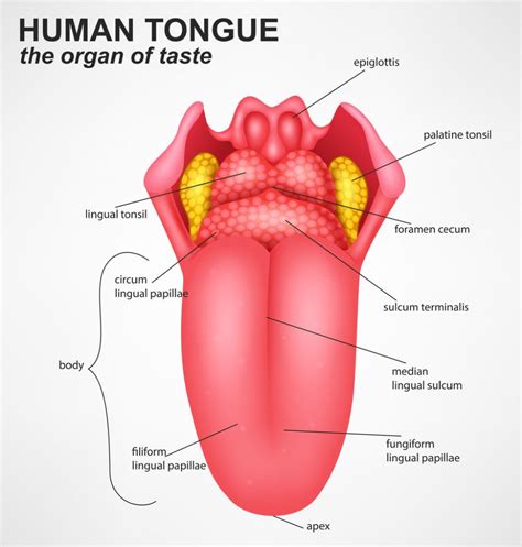 Foramen Cecum of Tongue: Anatomy, Significance, Abnormality and Treatment - Tooth Canada