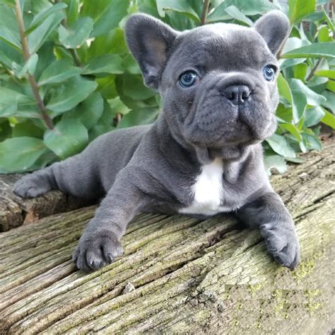 Best Teacup French Bulldog Puppies For Sale Under 1000 in the year 2023 The ultimate guide ...