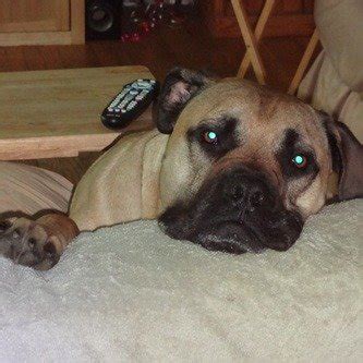 South African Boerboel Rescue | Exotic Boerboels