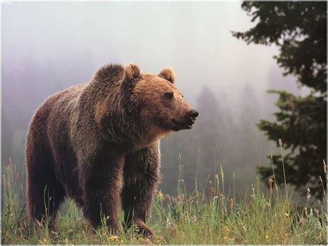 Grizzly Bears Wallpapers - Wallpaper Cave