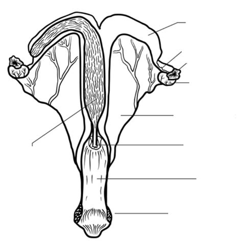 Cow Reproductive Tract Diagram | Quizlet