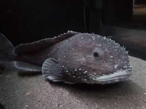 how blobfish look underwater vs how they look out of the water : r ...