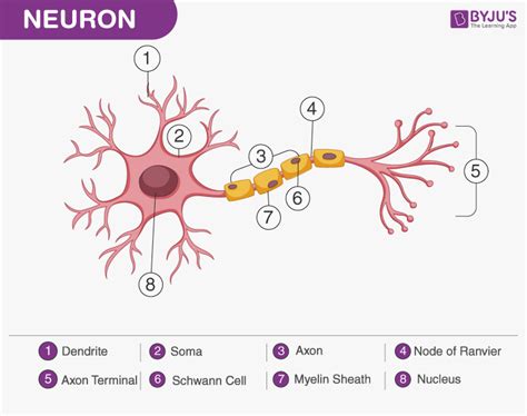 Neurons - Generation,Conduction and Transmission of Nerve Impulse