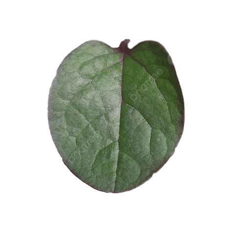 Red Leaves White Transparent, Red Binahong Leaves, Daun, Herbal, Nature PNG Image For Free Download