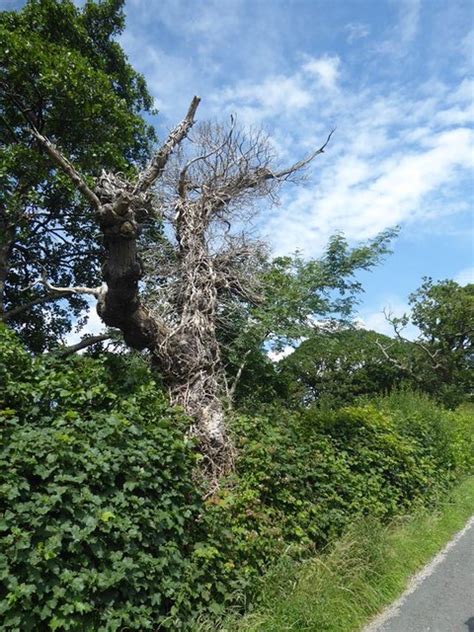 Dead tree trunk beside Tinker's Lane © Oliver Dixon cc-by-sa/2.0 :: Geograph Britain and Ireland