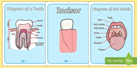 Tooth Diagram with Labels Display Posters -Primary Resources