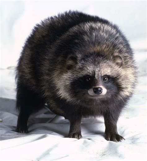 Raccoon dog. Raccoon dog. | Japanese raccoon dog, Animals wild, Animals