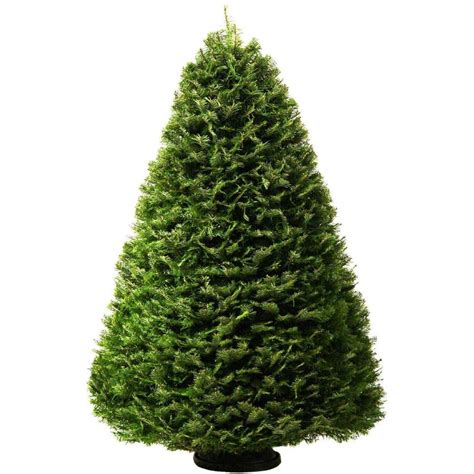 6-7 ft Grand Fir Real Christmas Tree at Lowes.com