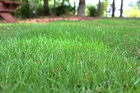 Zoysia Grass: Types, Planting, Care and Maintenance