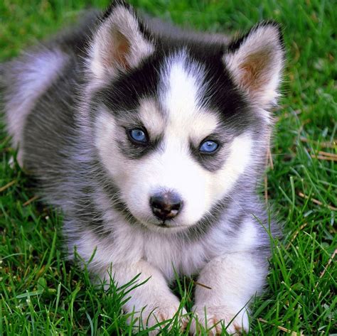 Baby Wolf Puppy Wallpapers - Wolf Background Images