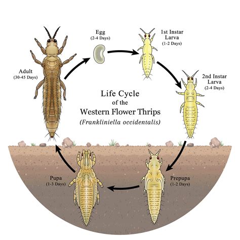 Thrips Control and Intraguild Predation– Sound Horticulture