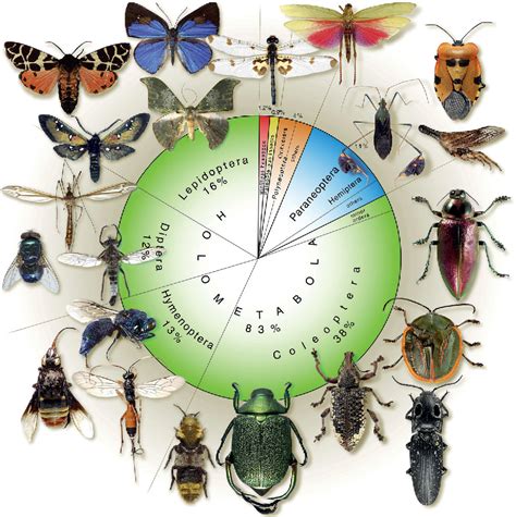 Figure 1 from Insect evolution | Semantic Scholar