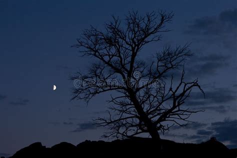 Tree on Background Night Sky Stock Image - Image of silhouette, outside: 16849645