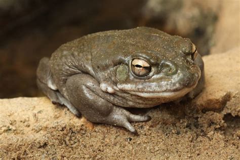 Treating depression with a psychedelic found in toad venom | Hub