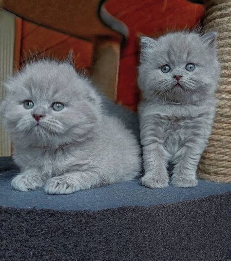 British Shorthair Cats For Sale | Manila, NCR #503011