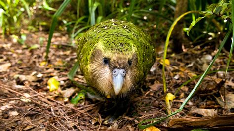 Kakapo