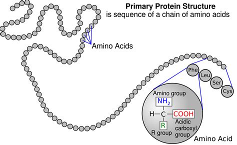 Amino Acids and Polypeptide Chains - Expii