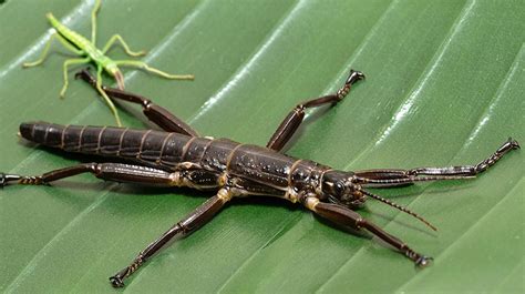 Stick Insect | San Diego Zoo Animals & Plants