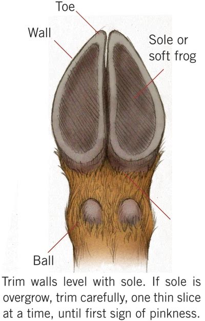 Learn How and When to Trim Your Goats' Hooves | Tractor Supply Co.