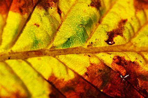 Macro Of An Autumn Leaf Free Stock Photo - Public Domain Pictures