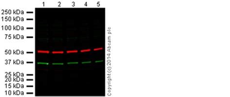 Alexa Fluor® conjugated secondary antibodies for fluorescent WB