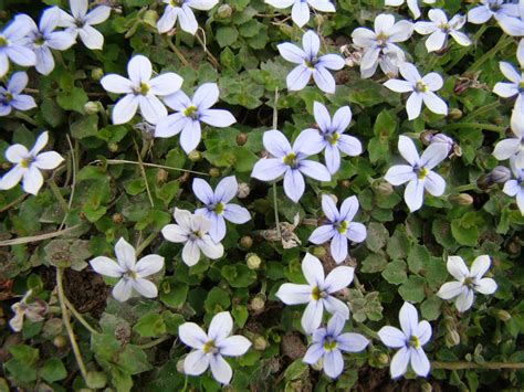 Leaves of Plants: Blue Star Creeper