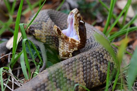 Northern Cottonmouth | South Carolina Partners in Amphibian and Reptile Conservation