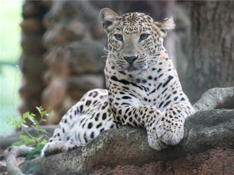 View White Jaguar Animal Pictures Gif