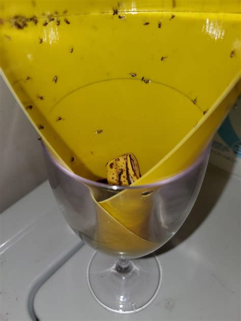 My most effective trap for fruit flies : r/CleaningTips