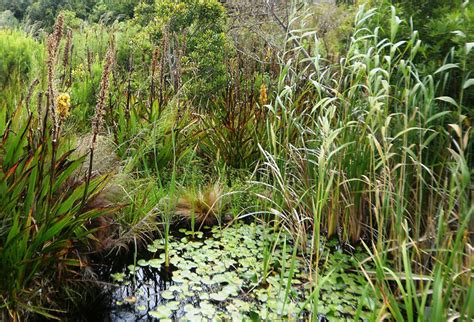 Facts about wetlands this World Wetlands Day - Africa Geographic