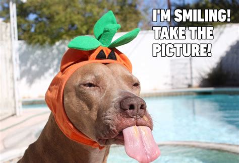 Hilarious Dog Memes You'll Laugh at Every Time | Reader's Digest