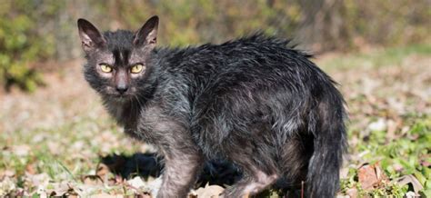 Understanding the Long Haired Lykoi Cat: A Comprehensive Guide