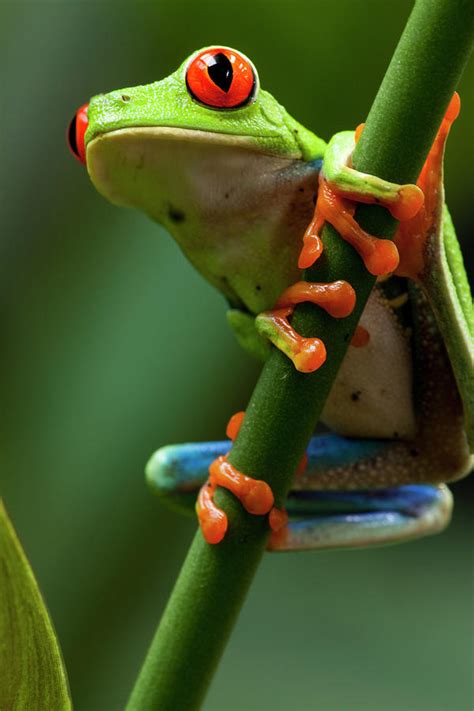 Red-eyed Tree Frog, Costa Rica Photograph by Paul Souders